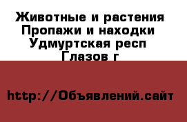 Животные и растения Пропажи и находки. Удмуртская респ.,Глазов г.